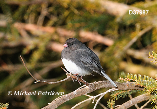 Dark-eyed Junco (Junco hyemalis)